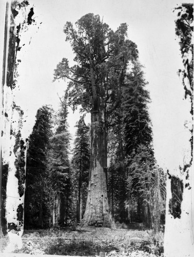 General Sherman Tree, Giant Sequoia