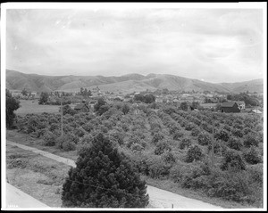 Birdseye view of Whittier, looking west from the high school, ca.1905