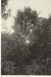 Palmira in a garden