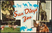 San Diego Zoo: Koalas, Giraffes, Flamingos, Orang-Utans