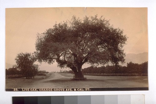 Live Oak, Orange Grove Ave. & Cal. St. "It is unusual to see live Oaks in city streets, but they are common on the lower hillsides, & in canons. They are the most picturesque tree in the region. Unfortunately the large ones were cut down years ago by the Mexicans for firewood.” 29