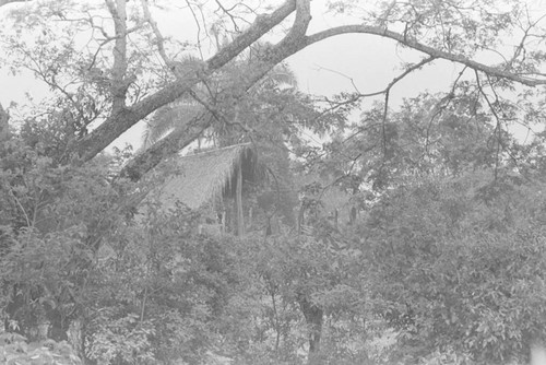 A home amongst the trees, La Chamba, Colombia, 1975