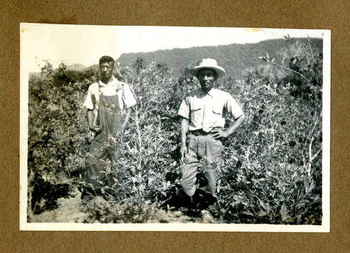 Japanese Peruvian workers