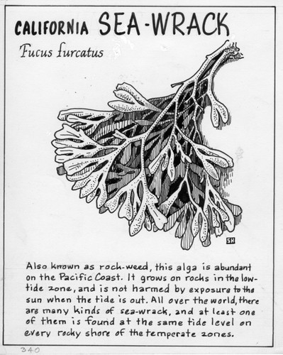 California sea-wrack: Fucus furcatus (illustration from "The Ocean World")