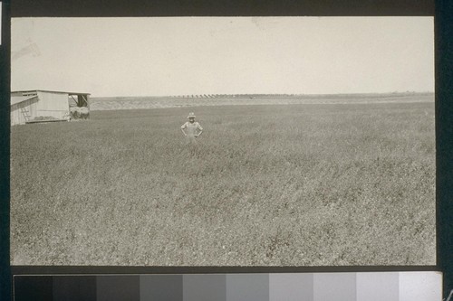 No. 211. Alfalfa on allotment 202 yields 10 tons to the acre. Picture taken August 14, 1923