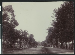 View down a country road lined with trees near Marysville, 1900-1940