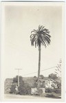 [Palm tree, Old Town, San Diego, Calif.]