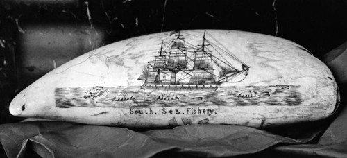 1959 Scrimshaw on whale tooth