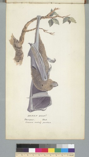 Bonin Isl[an]ds, Pteropus, bat, common resting position