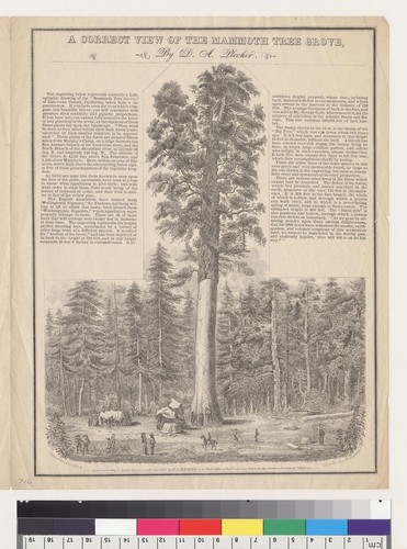 A correct view of the Mammoth Tree Grove [California]