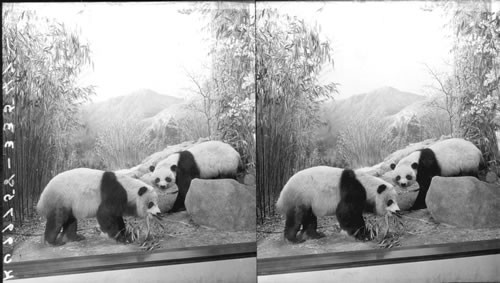 The giant Panda, Asia, collected by Theodore and Kermit Roosevelt, Field Museum of Natural History, Chicago