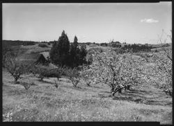 Apple orchards in bloom near Sebastopol