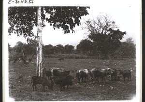 The cattle of the dairy-farm in Sopo