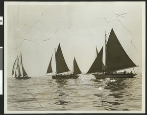 Four sailboats of various styles on calm open water at Los Angeles Harbor