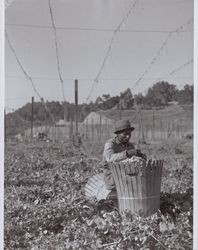 Sorting the hops near Wohler Road, Healdsburg, California, in the 1920s