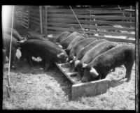 Hogs eat from a trough at the Los Angeles County Fair, Pomona, 1930