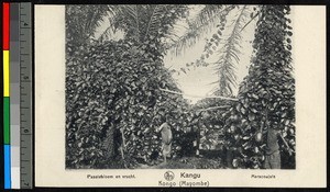 People standing before lush climbing vegetation, Congo, ca.1920-1940