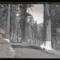 A car driving through the redwoods