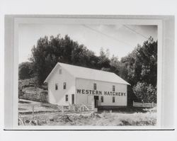 Western Hatchery