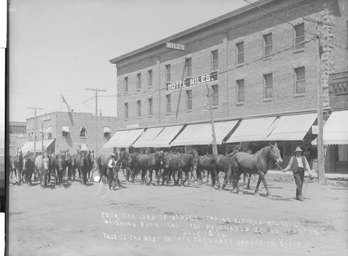 Four-Car-Load-of-Horses-Leaving Alturas-Modoc-Co. Weighing-from-1500-1900. Purchsed-by-Dr. Hardorn. July-12-'16. This-is-the-Best-County-for-Draft-Sorses-in-Calif