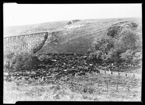 View of Rindge Ranch in Malibu's Ramera Canyon, seventeen miles north of Santa Monica, ca.1906 (1925?)