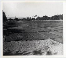 Lester family fruit drying yard at home ranch
