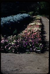 Flowerbed in bloom in the Luther Burbank Home & Gardens, Santa Rosa, California, 1959