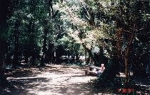 Old Mill Park outside of Mill Valley Public Library, 1997