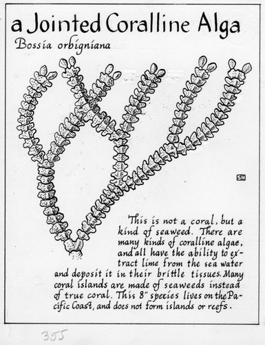 A jointed coralline alga: Bossea orbigniana (illustration from "The Ocean World")