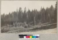 A view toward a group of young red fir - Abies magnifica - on the Oroville road near Buck's ranch. E. Fritz, August 1929