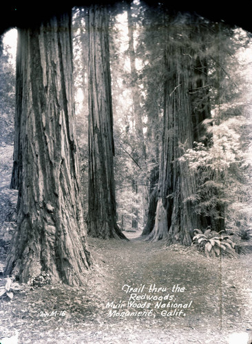 Trail in Muir Woods, circa 1935 [postcard negative]