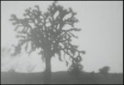 Joshua Trees; Fairview; Rattlesnake Canyon, November 2, 1929