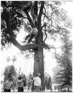Tree rescue (Tree Trimmers Convention, Pasadena), 1952