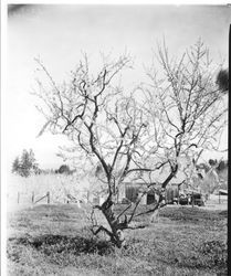 Plum tree AA-3 "Barn Blood"--mid-season Elephant Heart--Blood Freestone in bloom at Gold Ridge Experiment Farm, March 11, 1929
