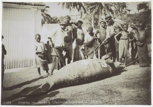 Dugong oder Seekuh (Halicore tapernaculi Rüppel)