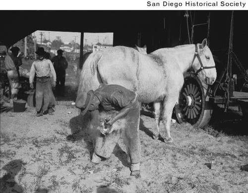 A man shoeing a horse