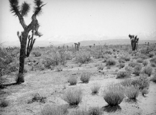 Joshua trees, Mojave Desert