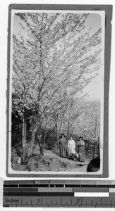 Cherry blossoms, Gishu, Korea, 1925