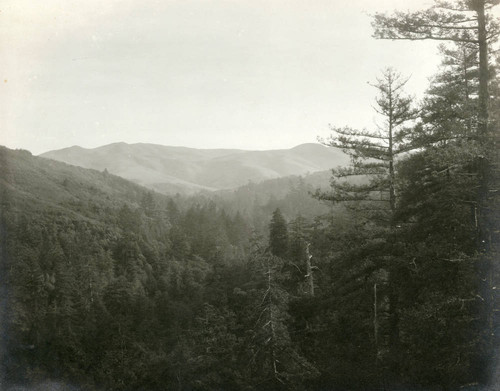 Above Muir Woods, circa 1910 [photograph]