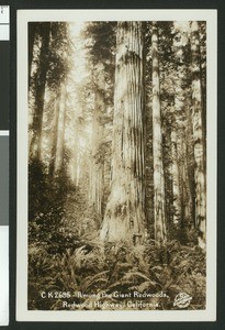 Man in a suit leaning against a giant Redwood tree in the forest