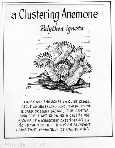 A clustering anemone: Palythoa ignota (illustration from "The Ocean World")