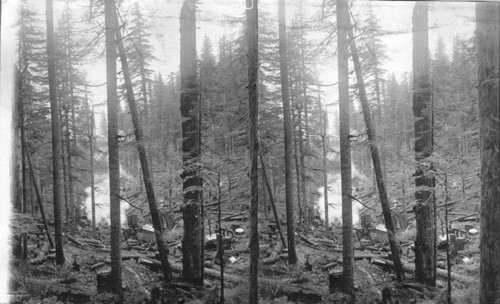 A general view of logging operations in the virgin forest, Cascade Mountains, Oregon