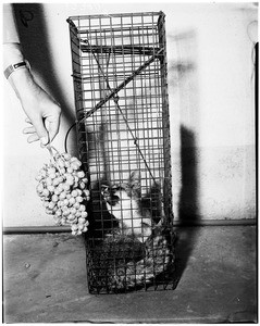 Grey fox caught in Santa Monica, 1958