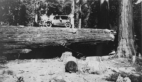 Auto on Log, 1920s, Sequoia National Park, Calif