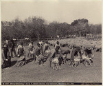 "Sheep-Shearing" on C.T. Romie Ranch, near Soledad, Monterey Co., Cal.