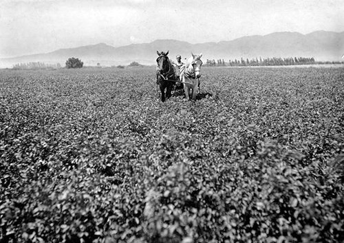 Farming in Van Nuys after 1916