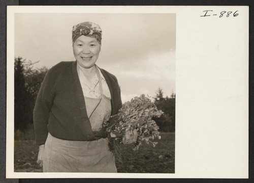 Mrs. Z. Maekawa, formerly of Tule Lake, transplanting celery in the Rainier Valley near Seattle, Washington. During the past two