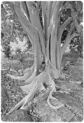 Zalate trees (Ficus palmeri) at Rancho San Bartolo in the Cape Sierra region