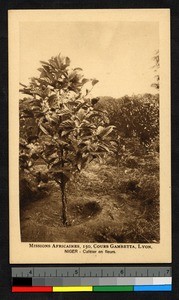 Coffee plant, Niger, ca.1920-1940