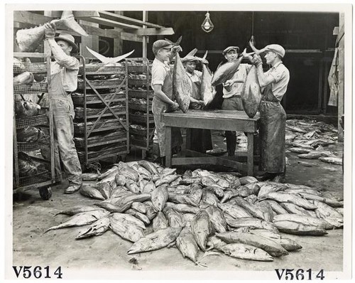 Workers cleaning tuna fish for cannery, Los Angeles, California